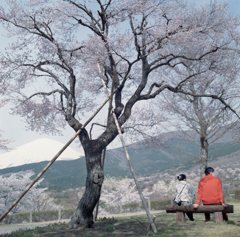 桜の木の下で