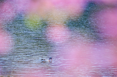 春ひととき