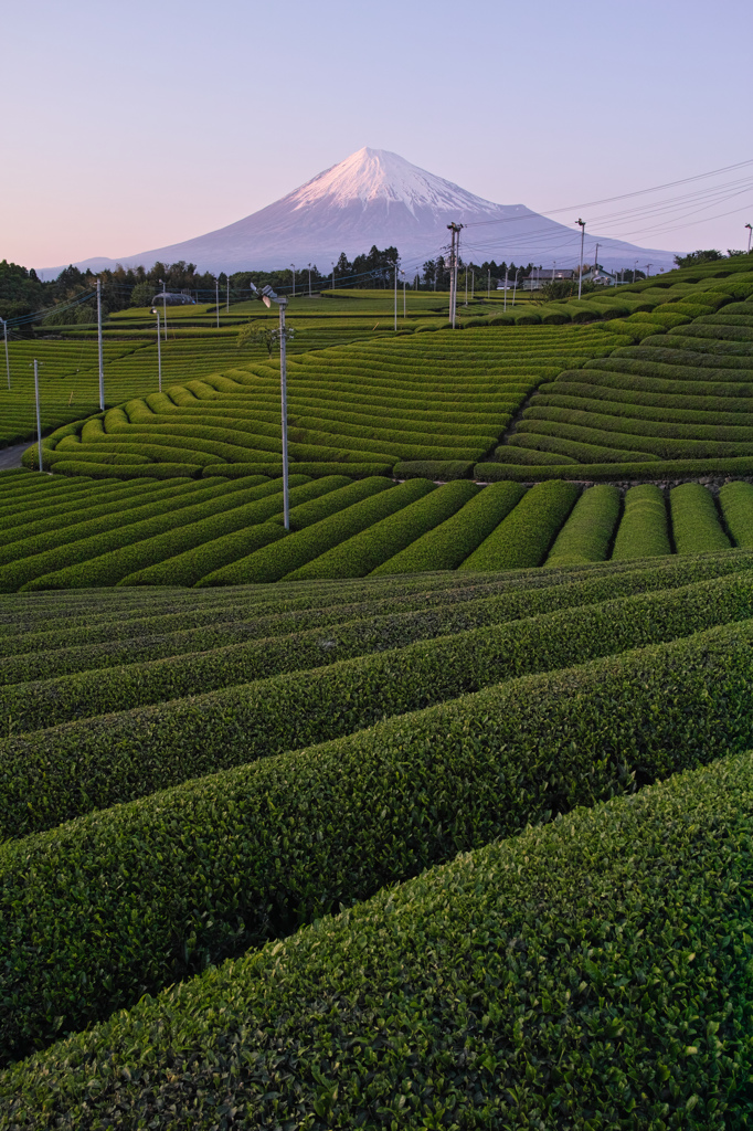 茶摘みの頃