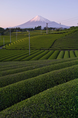 茶摘みの頃