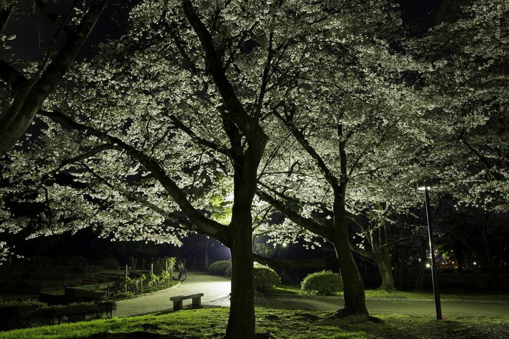 夜桜