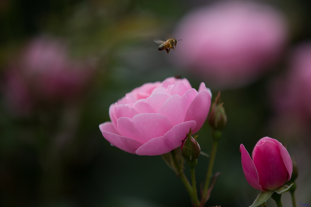 薔薇の香りに誘われて・・・