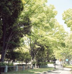 散歩道