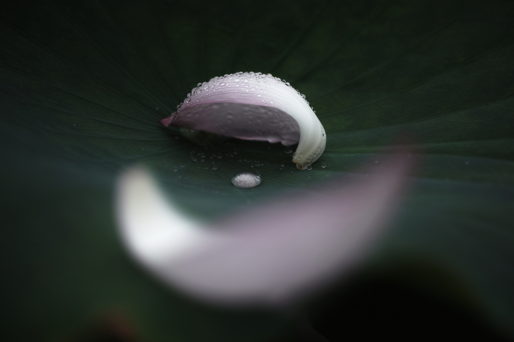 しずく