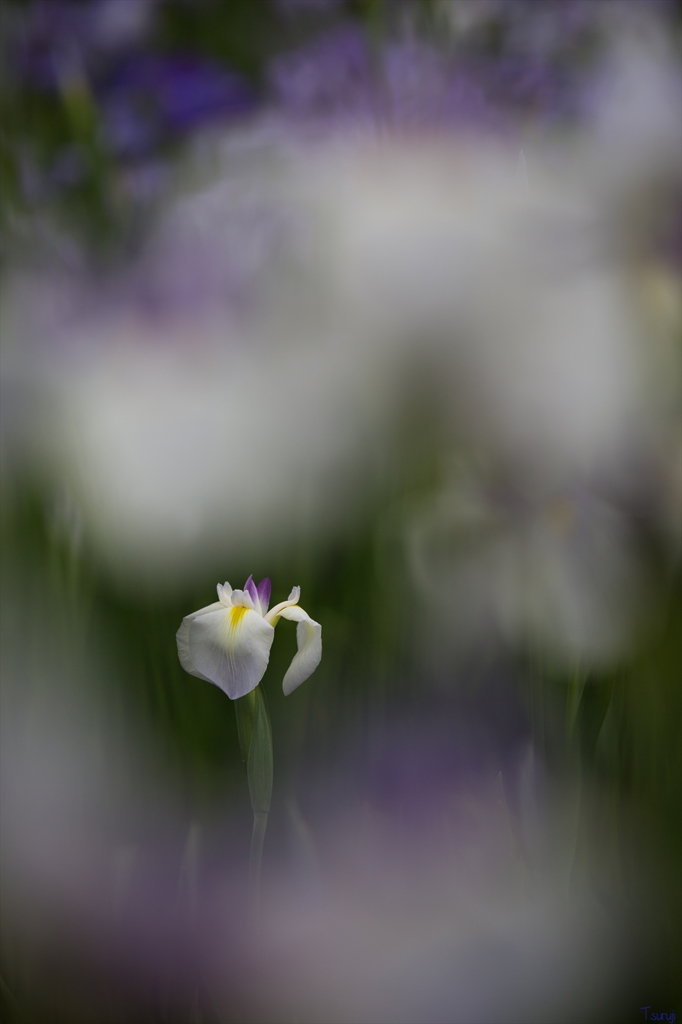 ひっそりと・・・