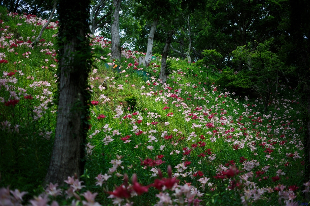百合の森