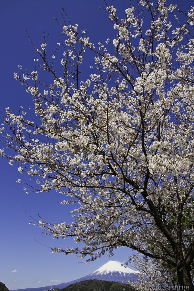 桜・富士