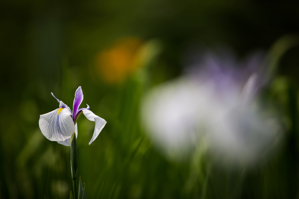 菖蒲