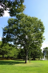 公園の樹