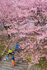 桜の下で