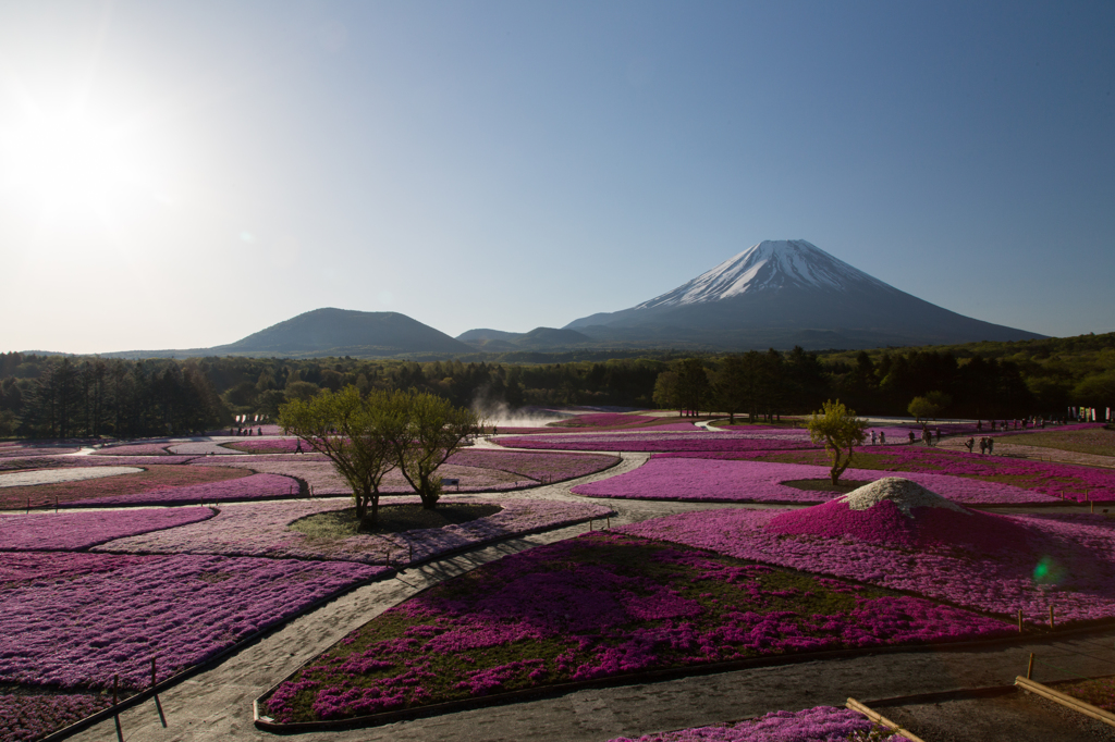 ピンクカーペット