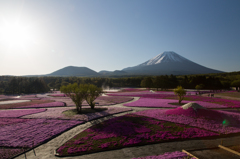 ピンクカーペット