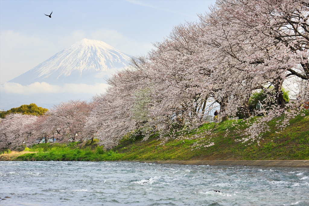一富士二鷹？三桜