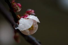 Plum Drop