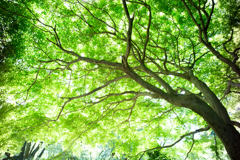 The nature which spreads