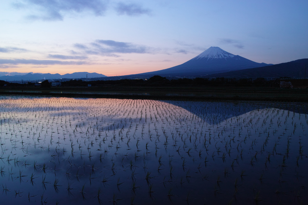 田植えの季節
