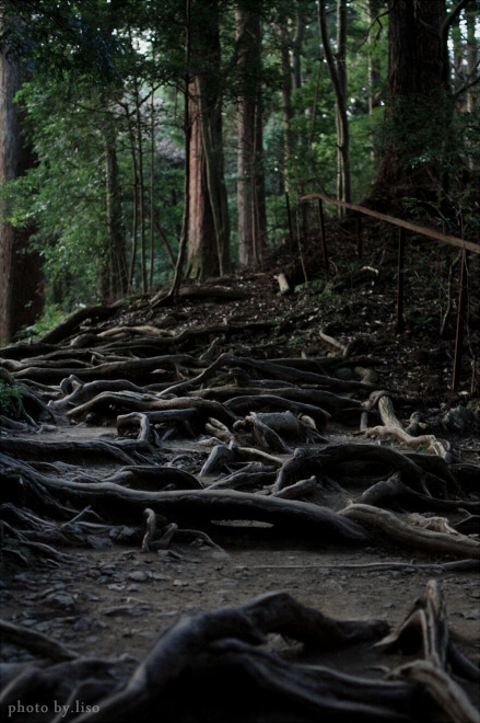 Roots