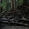 Roots