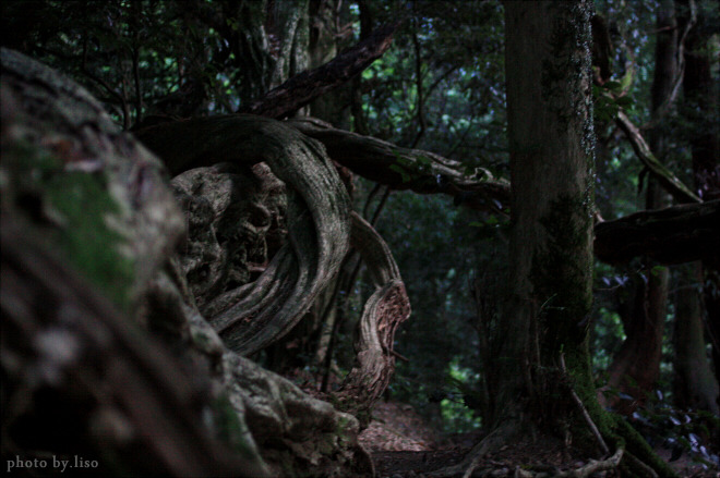 Roots