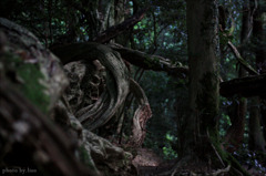 Roots