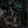 Roots