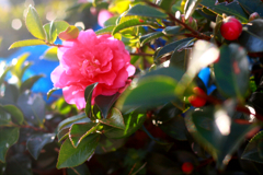 Camellia