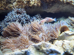ふわふわのイソギンチャク