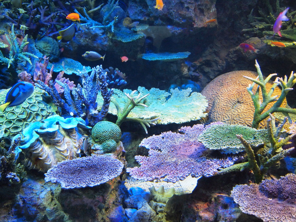 カラフルな水槽