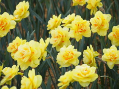 お花