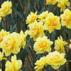 お花