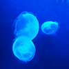 ミズクラゲ