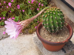 庭のサボテン（花付き）