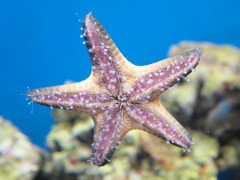ヒトデ