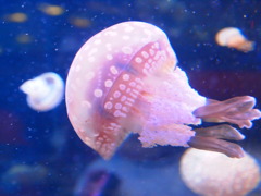 くらげかわいい！