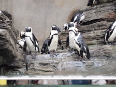 ペンギン