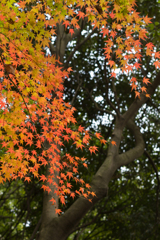 六義園のモミジ