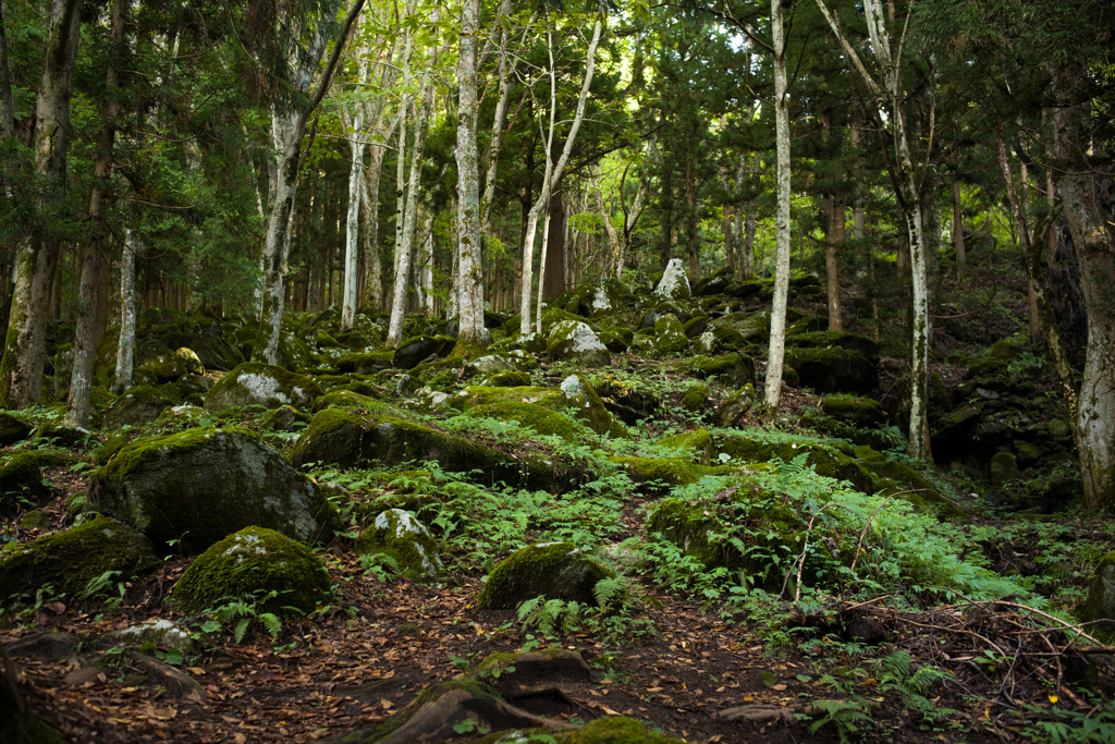 苔むす岩