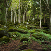 苔むす岩