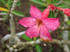 DSC02358
