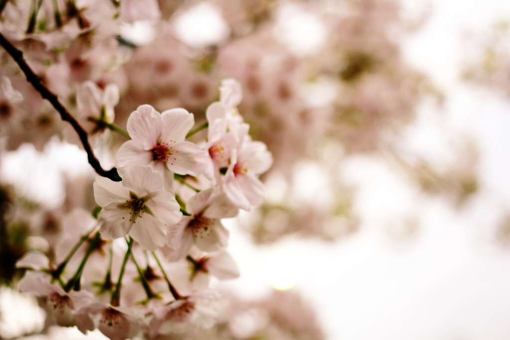SAKURA