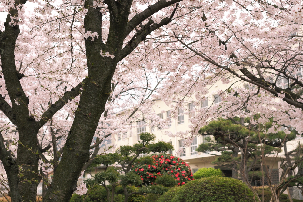 桜の舎