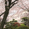 桜の舎