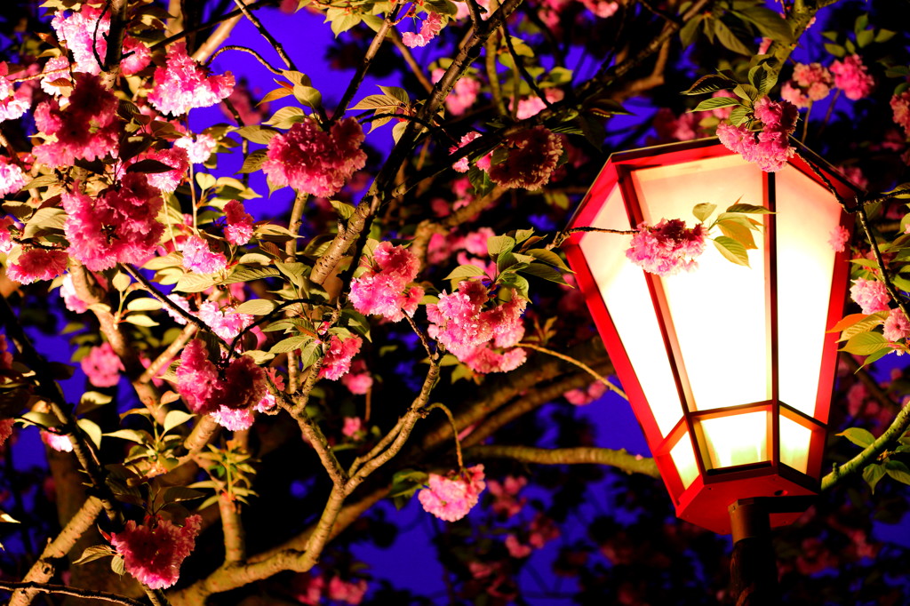 夜桜