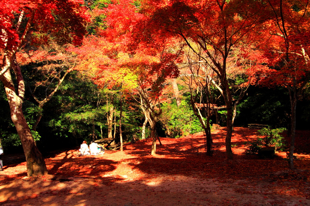 紅葉に包まれて