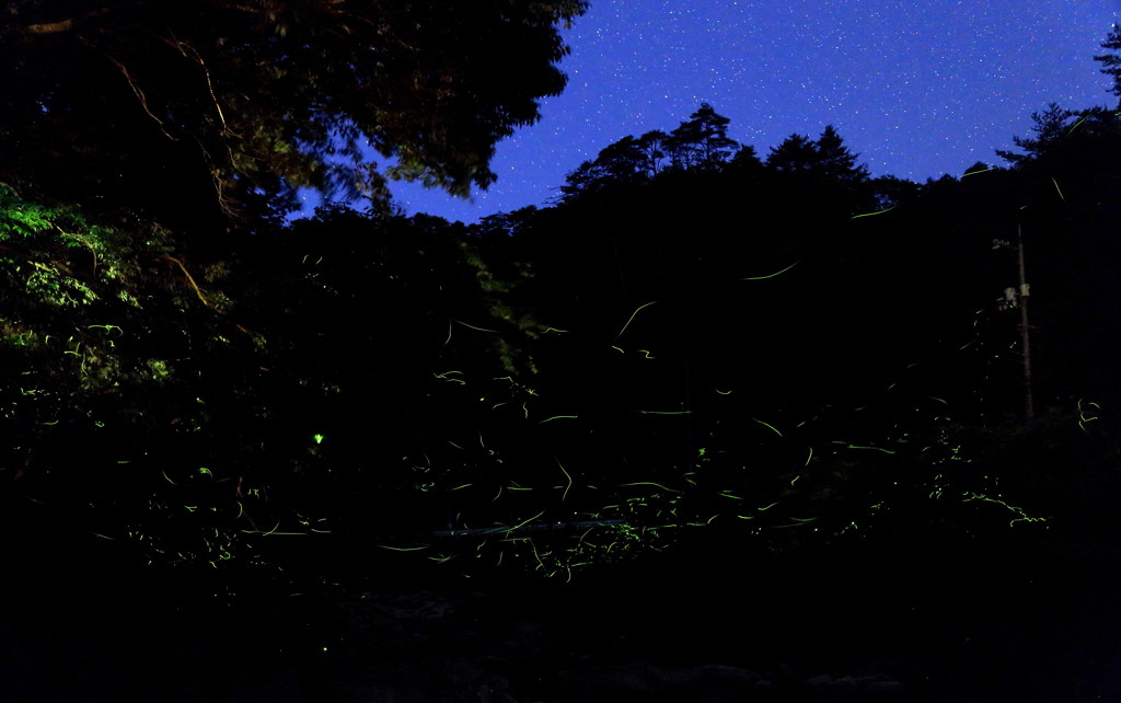 ２０１４　ホタル３