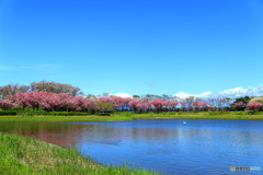 土門拳記念館の桜