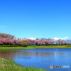 土門拳記念館の桜