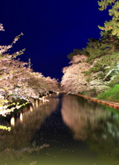 夜桜の序幕