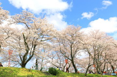 満開の青空