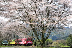 桜路線